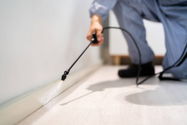 Licensed Wasp Removal service in Berkeley, IL - Show Me Pest Control