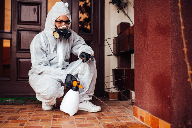 Reliable Wasp Removal contractor in Berkeley, IL by Show Me Pest Control